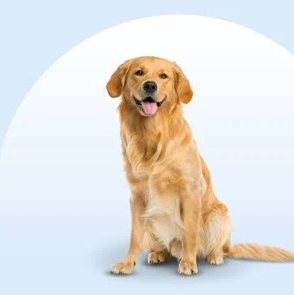 Golden Retriever for USA Vacs pet vacuum buying guide