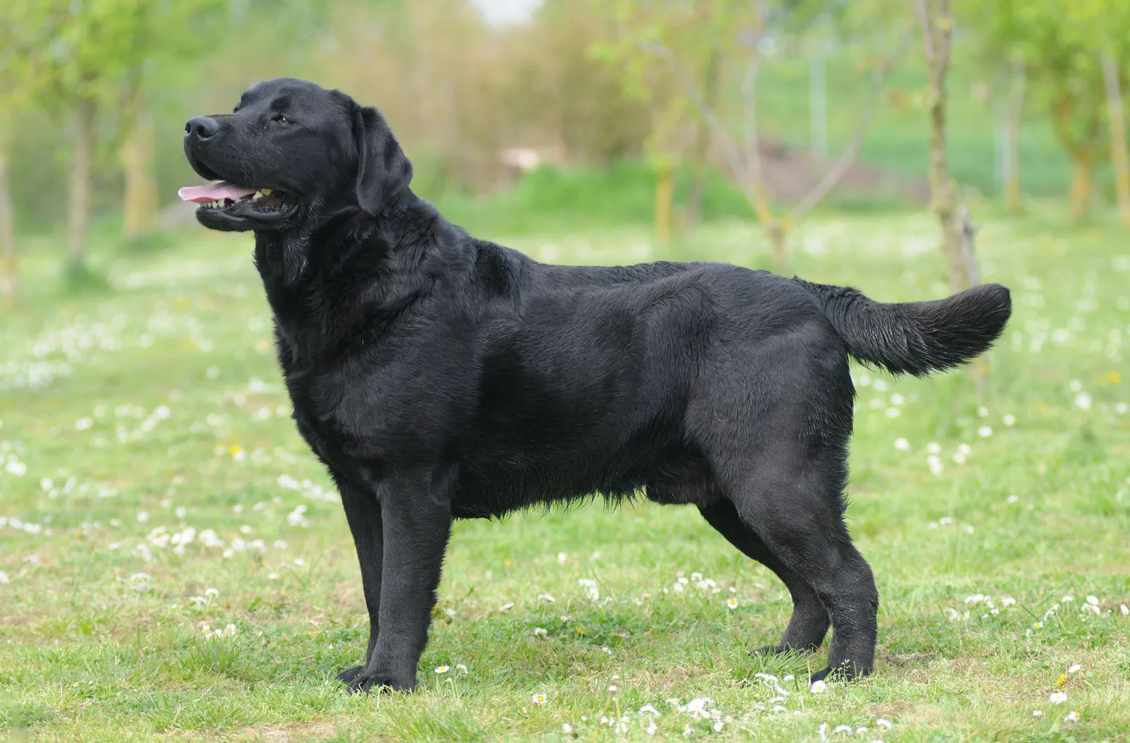 Labrador vacuum guide