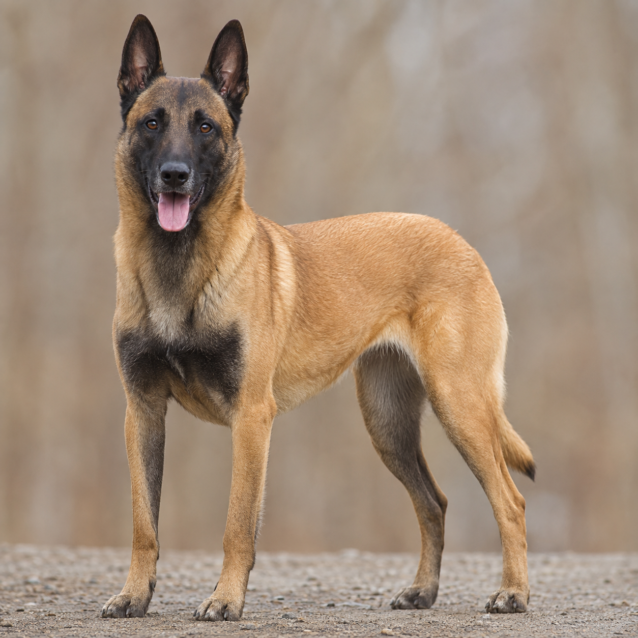 Belgian Malinois vacuum guide